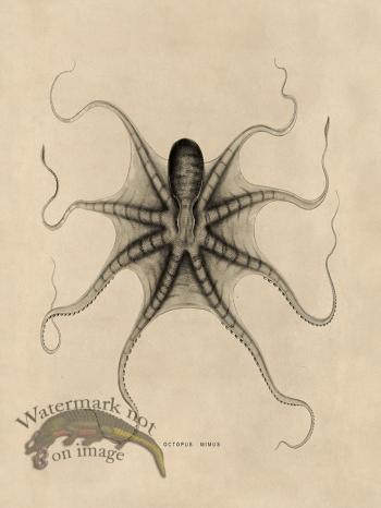 Octopus Tan 22